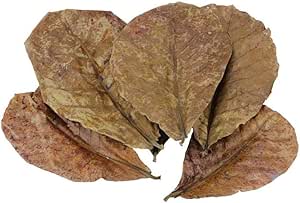 Feuilles naturelles pour aquarium