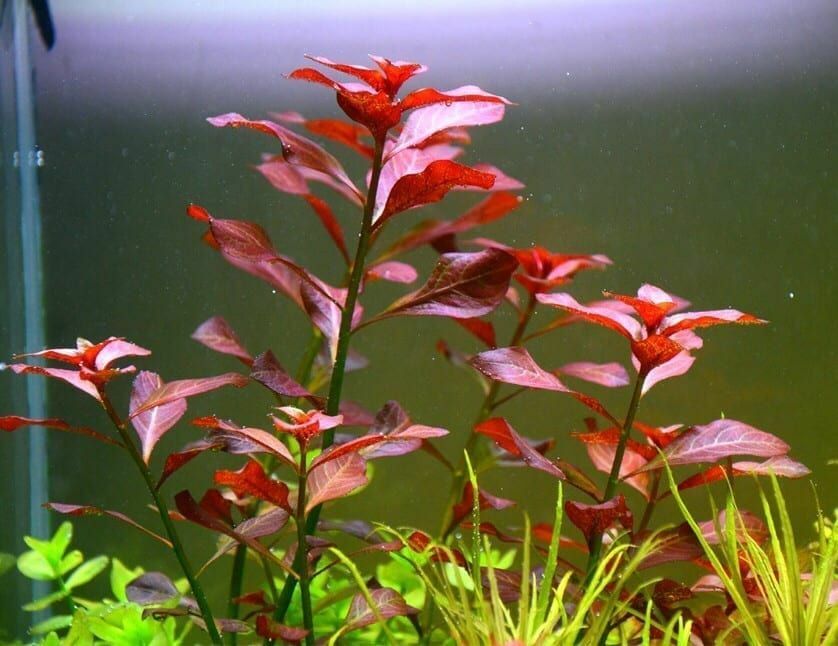 Plante aquatique Ludwigia repens
